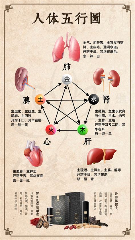 内脏五行|中医基础理论关于五行五脏的精华总结